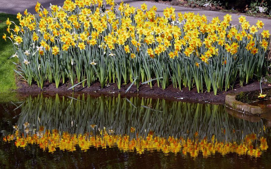 A bed of daffodils are reflected in a pond at Keukenhof, Holland's famed flower garden, in April 2019. Keukenhof is open from March 21 to May 10 in 2020.