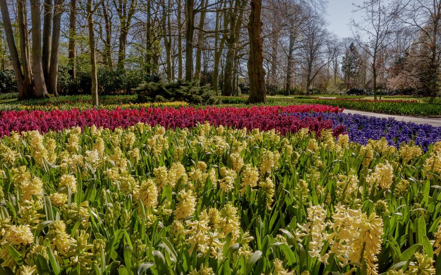 Hyacinths bloom at Keukenhof, the famed flower garden on the outskirts of Lisse, Netherlands. Keukenhof is closed to the public this year because of the coronavirus pandemic. The flowers can be seen in videos produced by Keukenhof that can be found on their website or on YouTube.