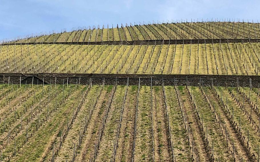 A vineyard along the Rheinsteig in Eltville, Germany. The Rheinsteig hiking trail runs along the east banks of the Rhine River. The trail route stretches about 200 miles between Bonn and Wiesbaden.