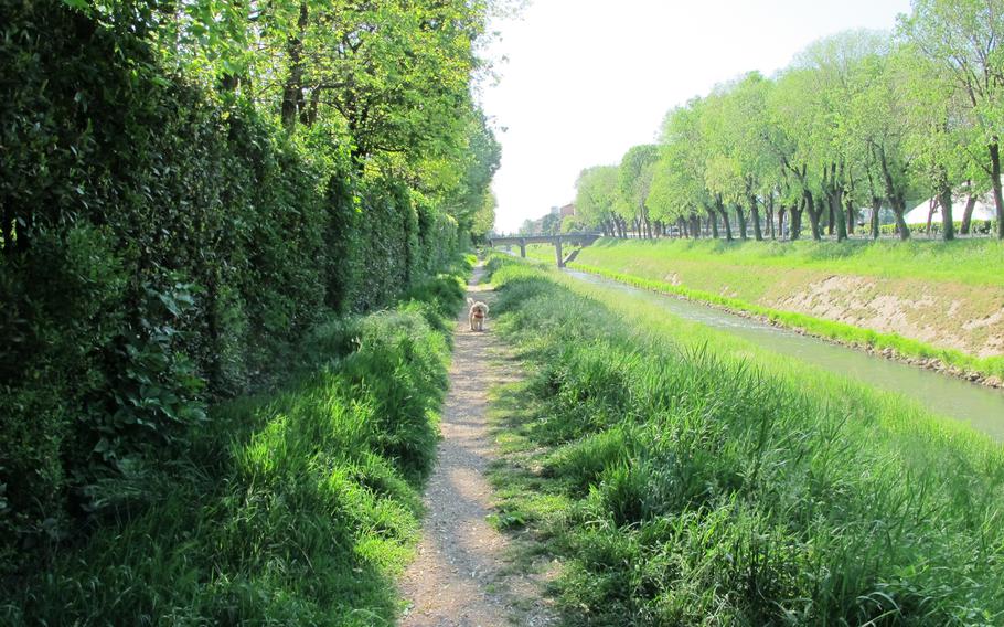 Walking a dog is one of the few acceptable reasons to be outdoors in northern Italy during the coronavirus lockdown. Walking on a graveled path next to one of Vicenza's little rivers provides a bit of nature.