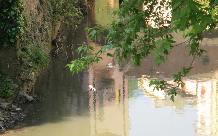 A 20-minute walk along paths aside two rivers in downtown Vicenza often includes wildlife sightings, including ducks, herons, salamanders and aquatic carnivorous mammals.