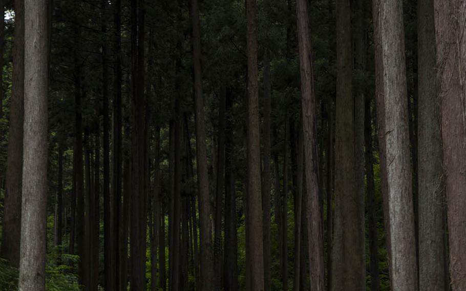 This path through a cedar forest leads to Rokuya Daibutsu, a large Buddha statue at Hokoji in Hinode, Japan.
