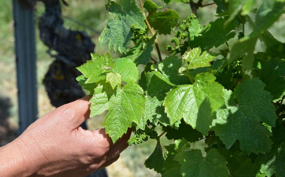 Young grapes begin to show in the vineyards in the Zell valley in Rheinland-Pfalz. It's the only area in Germany that combines two-wine growing regions - Palatine and Rheinhessen - and boasts more than a dozen vineyards.