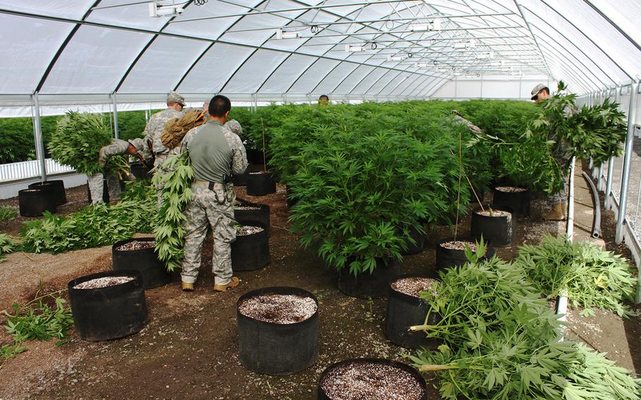 Members of the Counterdrug Task Force cut down cannabis plants that were cultivated illicitly on Pit River tribal lands in California on July 8, 2015.