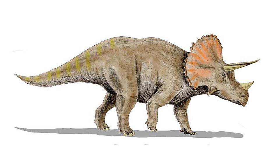 Triceratops