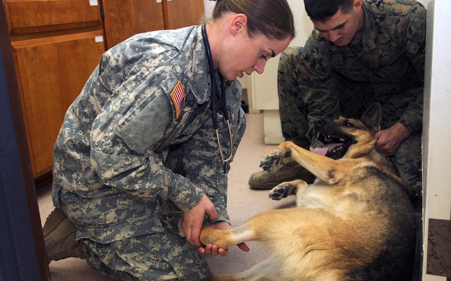Capt. Erin C. Stough and Lance Cpl. Anthony Chiccino, a military dog handler, stretch a German Sheppard's leg during a physical in the Combat Center Veterinary Treatment Facility on Dec. 4, 2013.