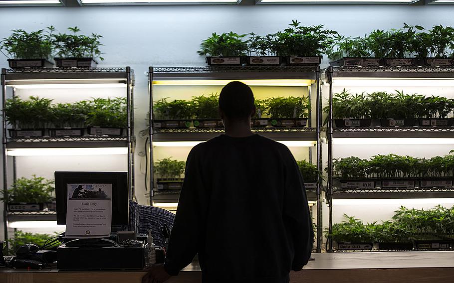 Cannabis sprouts are on display and for sale in the lobby of the Harboside Health Center on Nov. 6, 2014 in Oakland, Calif. VA doctors could refer veterans to state medical marijuana programs under a landmark reform bill floated in the Senate on March 10, 2015.