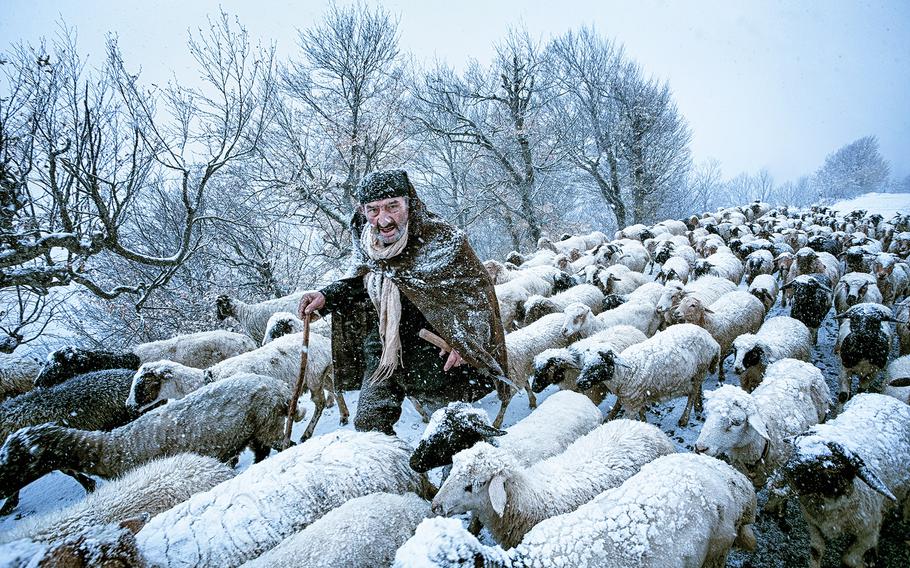 Saeed Barikani, "Old Shepard" | An old shepherd that had been surprised by snow storm in Gilan's countrysides in the north of Iran