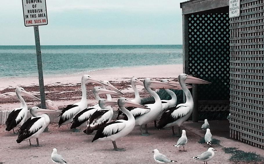Melissa Little, "Pelican Feeding" | These pelicans are resident on the point at Port Vincent on the Yorke Peninsular in South Australia and have become as opportunistic as the seagulls waiting for fish offal. January 2014