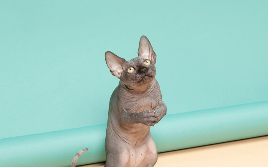 Kimmo Metsaranta, "Animal Behaviour 02" | In the series I have constructed still live images using cats. Animals have their own will and they will not pose at the behest of the photographer.