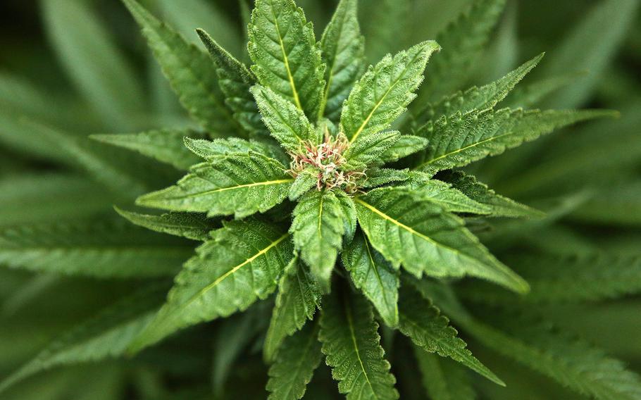 Medical marijuana.