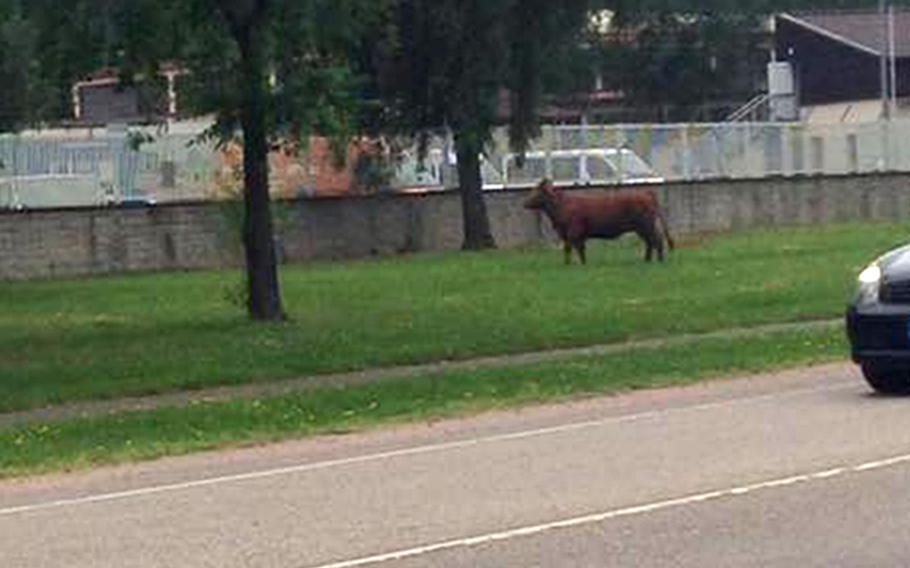 The runaway cow outside Vogelweh complex in Kaiserslautern, Germany.