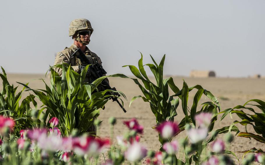 U.S. Marine Corps Staff Sgt. Scott Weakly, from 1st Battalion, 2nd Marine Regiment, patrols next to a poppy field in Shorab, Helmand province, Afghanistan, in 2014.
                