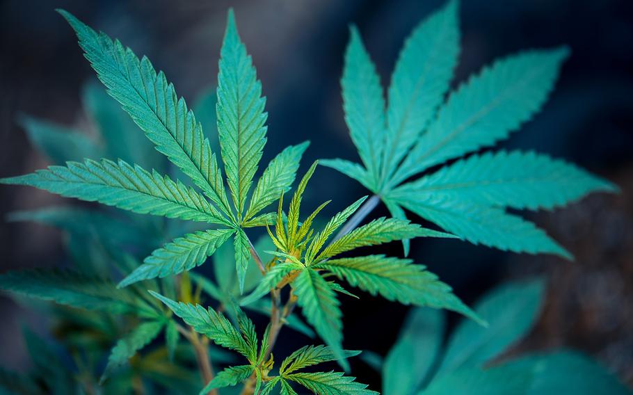 A marijuana plant in the vicinity of Polk County, Ga. Investing in marijuana has become a thorny ethics question for Defense Department employees.