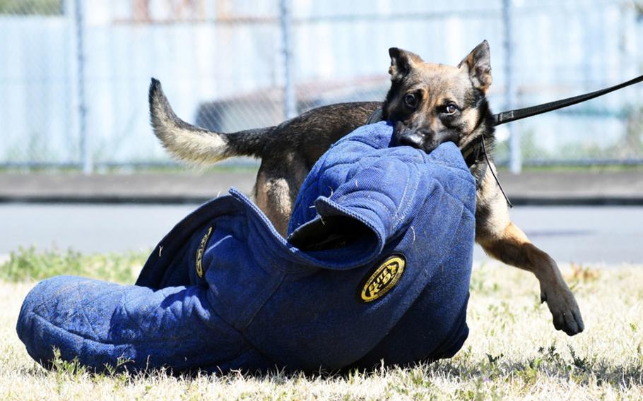 Military working dog Bill, a Belgian Malinois assigned to the 901st Military Police Detachment, plays with a protective jacket after successfully practicing fugitive apprehension during an event at Camp Zama in Japan April 4, 2019.