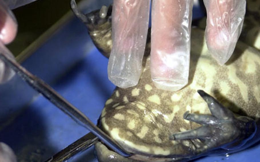 Scissors, scalpels and probes were the tools that Lester Middle School students used to discover how the body parts work together inside frogs.
