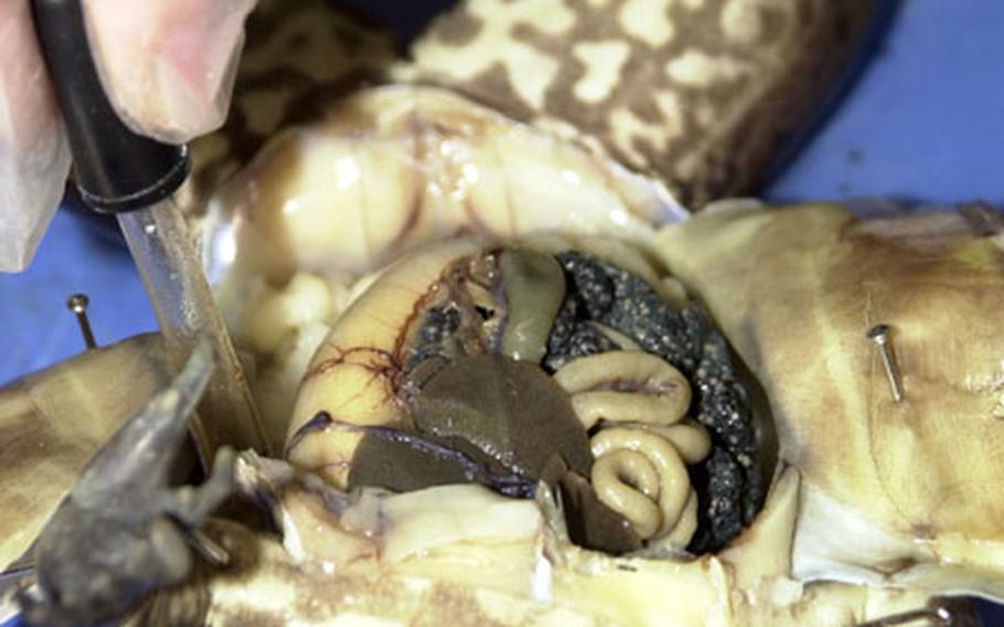 A thoracic incision reveals some of the details of the frog&#39;s anatomy to students at Lester Middle School.