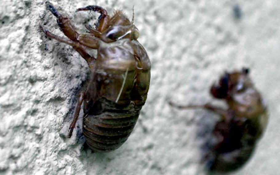 The eerie dried shells of cicada nymphs remain on a wall at Yongsan Garrison after their hosts have headed to the trees to find a mate.