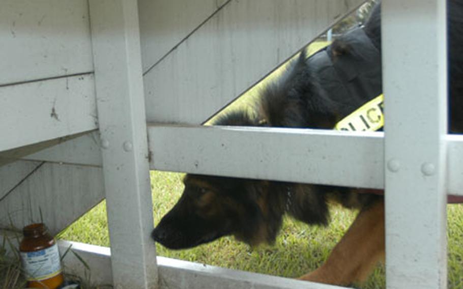 Atsugi military working dog Boetzo, affectionately called "Bo," sniffs out hidden explosives during a Sept. 25th practice at Atsugi.