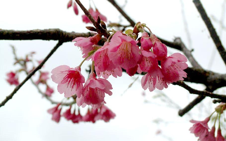 Japan's first cherry blossoms are in full bloom on Okinawa, especially in the island's north. These were found along a mountain road in the village of Kunigami.