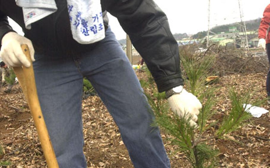 Pfc. Daniel Brandt of the 304th Signal Battalion at Camp Colbern plants a pine tree Friday in Hanam, a city just south of Seoul.