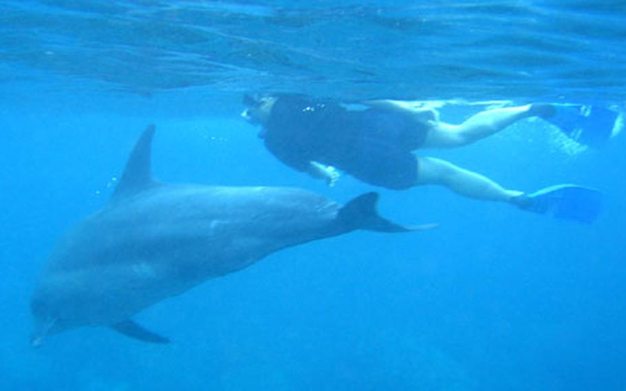 A Camp Zama youth swims with a bottle-nosed dolphin June 11 in the waters off the coast of Mikura Island, Japan, as part of a free youth trip offered by the Camp Zama Youth Center.