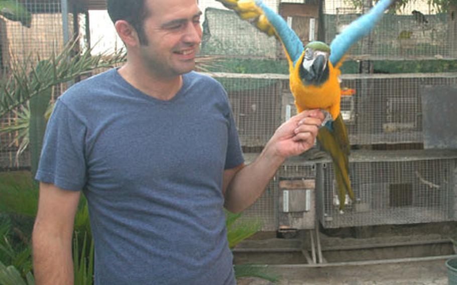 Randy Berry holds up one of his macaws in his back yard Friday. Berry owns about 300 birds, mainly parrots and macaws, and works in the Gricignano housing area commissary. Some of the cages he and his brother, William, built are in the background.