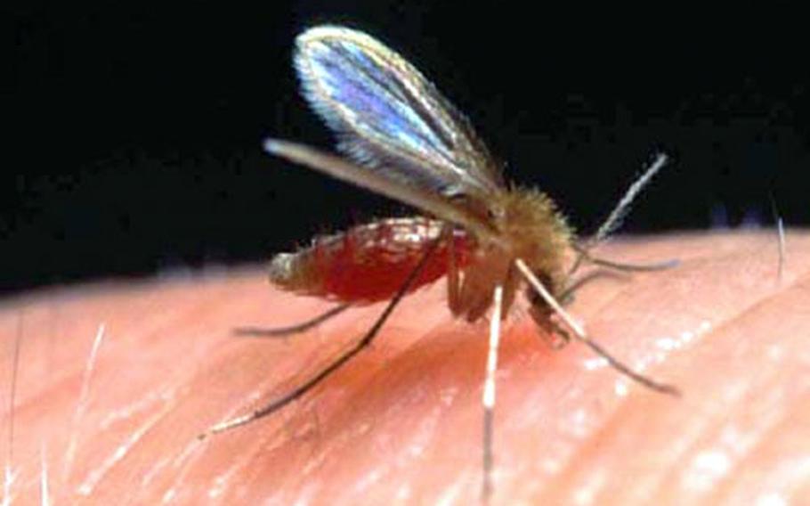 In this magnified photo, a sand fly delivers what could be a parasite-carrying bite that causes leishmaniasis, a disabling and sometimes deadly tropical illness.