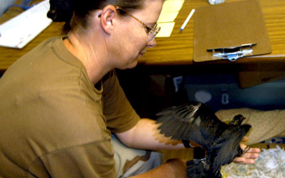 Maj. Julie Roche, an Army reservist from Sautee, Ga., and member of the 96th Civil Affairs Battalion, tends to a baby raven that apparently got kicked from its nest. The bird, which Roche&#39;s son named Feathers but her fellow soldiers have dubbed DJ, for Djibouti, is being nursed back to health by Roche, a veterinarian both with her civil affairs unit and back home in Georgia.