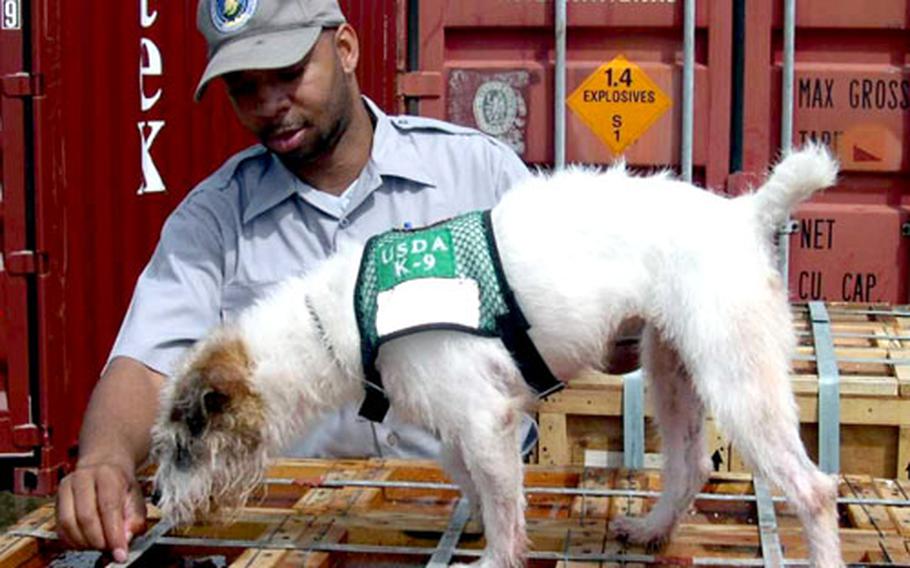 Anthony Thompson, a wildlife specialist with the USDA Wildlife Services division on Guam, works with canine partner Sonny to check cargo for snakes.