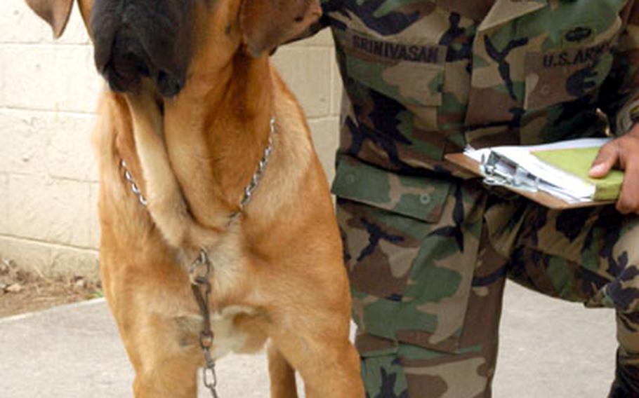 Capt. Srinivasan Saiprasad, commander of the 82nd Engineer Company, poses with Bruno, one of the last two U.S. Army mascots to live at Camp Edwards, South Korea. Saiprasad is looking after Bruno until the dog travels to the United States to join his adoptive family. Bruno is so large, his plane ticket costs more than it would cost to fly a person there.