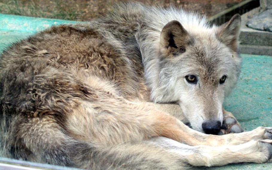 Kei, a 12-year-old Eastern timber wolf, has lived in the Okinawa Children's Zoo since she was three months old.