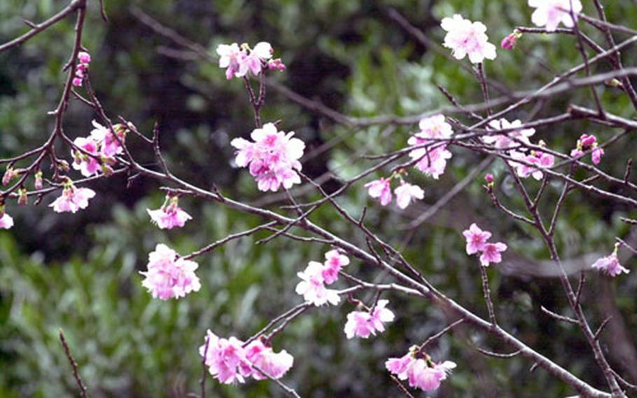 A cherry tree on a hillside overlooking Nago shows off its brilliant pink blossoms. Thousands visited Nago over the weekend for its annual Cherry Blossom Festival.