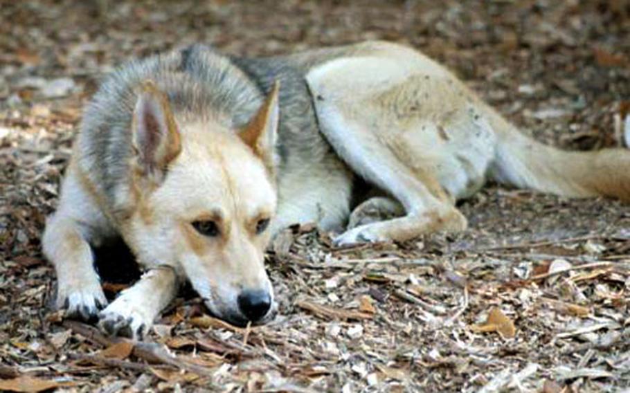 Lynn Boccia of South Carolina is looking after "Semper," a 2-year-old shepherd-mix owned by a deployed Marine.