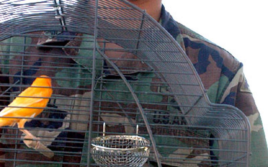 Sgt. Emanual McConnell of the 1st Battalion, 4th Regiment's headquarters company, stands with Kentaro, left, and Mitsumi, his domesticated "waterlogger" canaries, which flew the coop Tuesday night. By Wednesday morning, both had been recaptured.