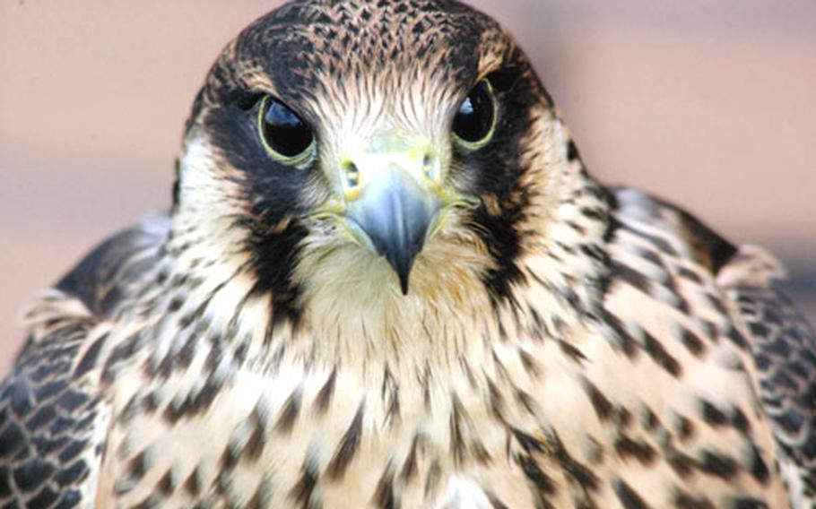 One of Keith Mutton's most deadly birds, Scarlet, the young peregrine falcon, foregoes any scare tactics and is used strictly for hunting around the airfield.