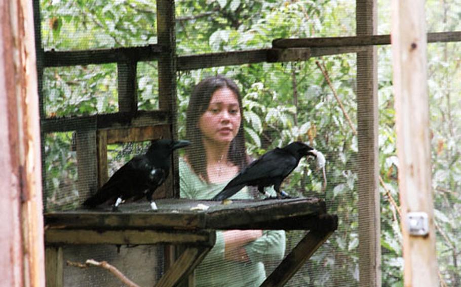 One of the Marianas crows brings a dead mouse into its cage. The mouse was set out to coax the birds out into the surrounding jungle at Andersen Air Force Base. Behind the cage is Jenny Duenas, a University of Guam student who is studying the crows.