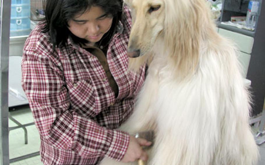 Miyuki Taba of Koza Kennel, Okinawa City, helps Nancy, a 4-year-old Afghan hound, prepare for the Year of the Dog.