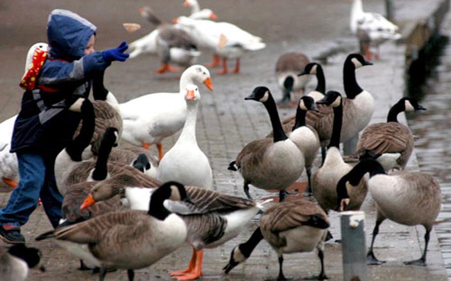 A young boy tosses some bread to the hungry geese that gather on the River Avon, which runs through the center of Stratford-upon-Avon, the birthplace of William Shakespeare.