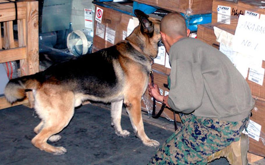Cpl. Alfred Nieto and Rex, a military working dog, search through rows of goods stored in a warehouse at Sasebo Naval Base’s Akasaki Fuel Terminal looking for dangerous materials during training Tuesday.