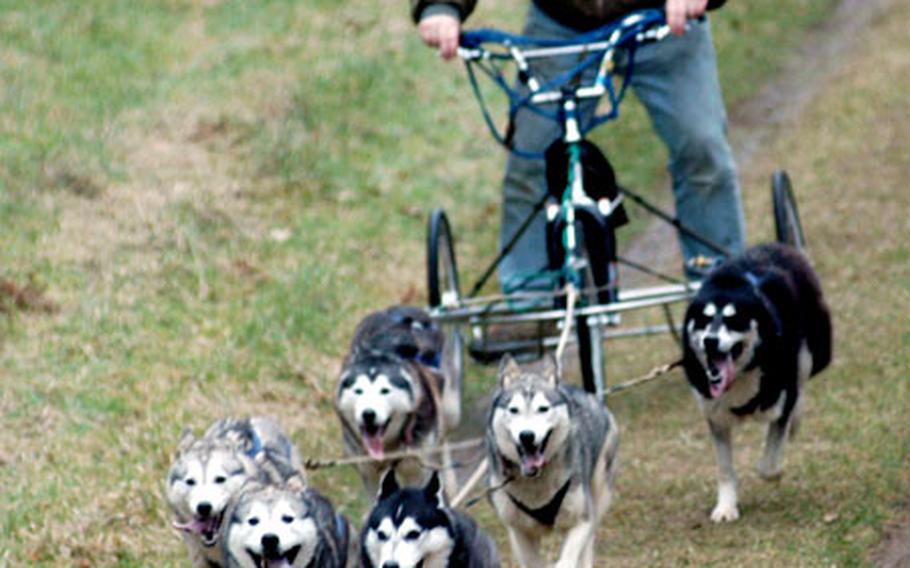 Running at pace on the first half of the six-dog race course in Elveden Forest recently, the dogs of Andrew Grisbrooke's team pull him toward a third-place finish for the day.