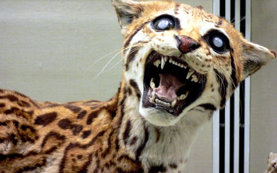 A stuffed South American ocelot glares out at visitors from a display case.