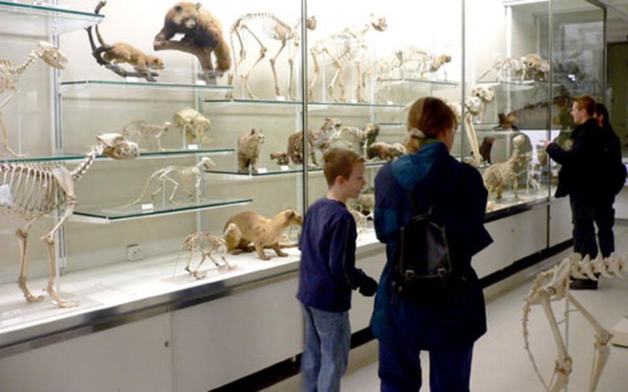 Visitors to the University Museum of Zoology Cambridge peruse a display of mammals.