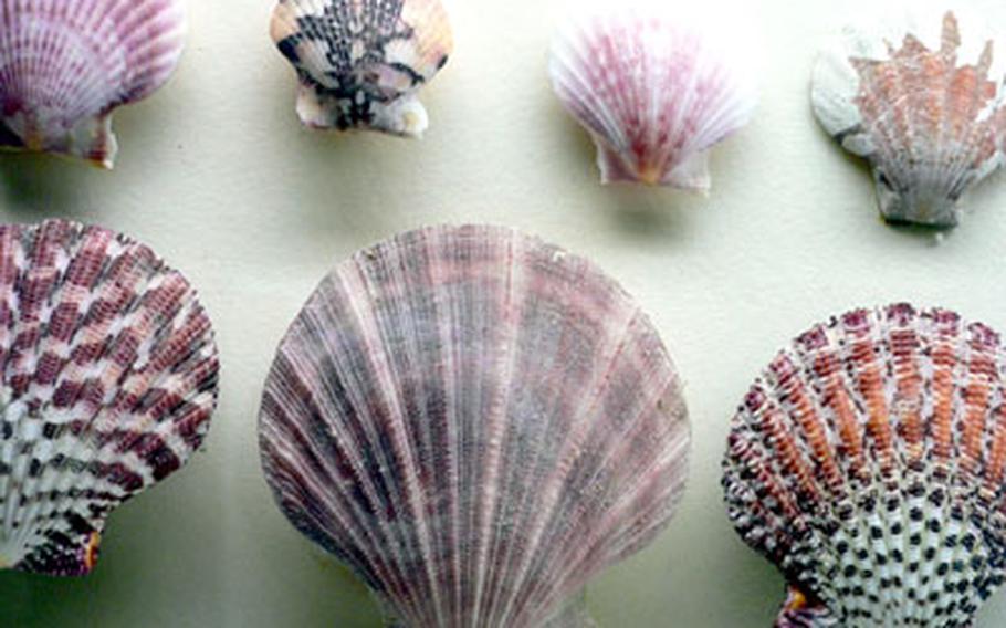 This group of scallop shells is part of the University Museum of Zoology&#39;s displays on early forms of sea life.