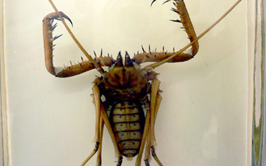 Suspended in a glass jar at the museum is a Mexican scorpion killer. According to the display, the creepy crawler uses the long antenna-like legs to coax scorpions to approach it, then strikes with the barbed forelimbs.