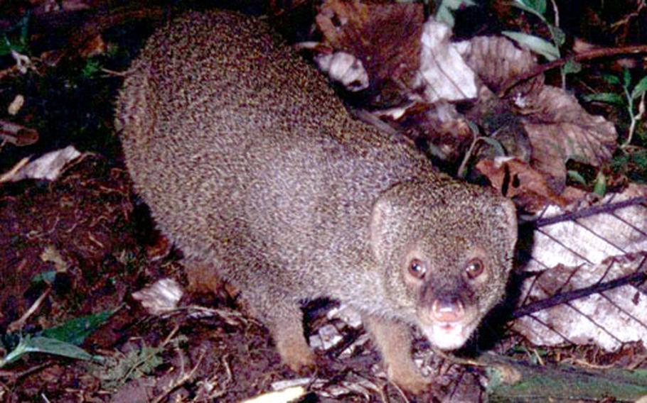 The mongoose, like the one seen in this image from the U.S. Wildlife Services Image Collection database, has shown signs that it is infiltrating northern Okinawa where the Marine Corps has its Jungle Warfare Training Center. Protecting endangered animals “is one of our hottest topics right now because of the mongoose,” said a Marine official.
