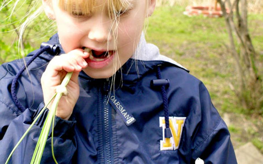 Ikego resident Kaile Brant samples a wild onion Friday at the Japan-American Society of Zushi plant gathering and tempura party in the Ikego campground.
