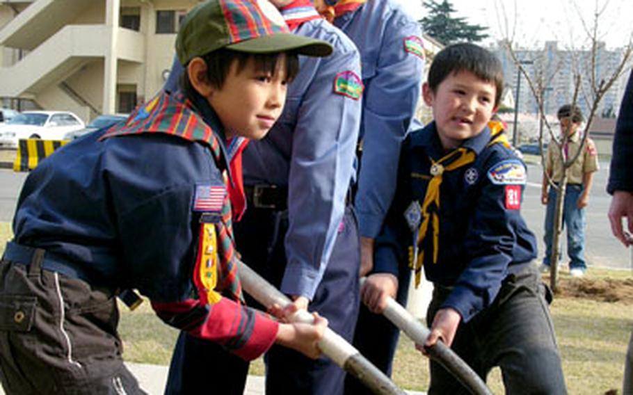 At Camp Henry in Daegu, South Korea, earlier this month, U.S. and South Korean Boy Scouts wield their shovels to plant a young cherry blossom tree that was transplanted from Camp Hialeah in Busan.