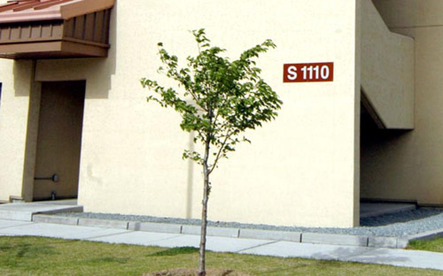 One of the six young cherry blossom trees the Army took from Camp Hialeah in Busan and re-planted at Camp Henry. Camp Hialeah is slated to close later this year.