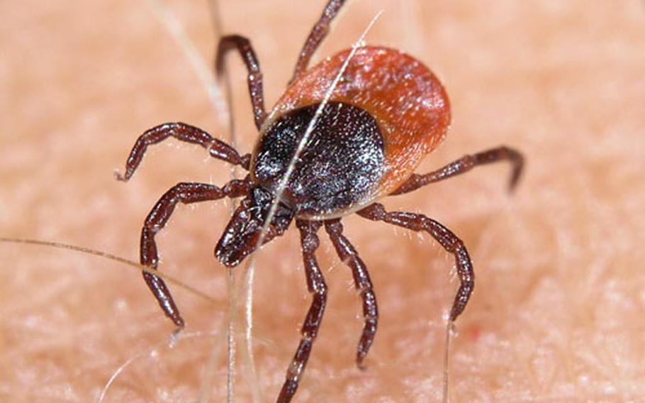 Little ticks are a huge problem. They are not always easy to spot and they can carry serious diseases, such as Lyme disease and tick-borne encephalitis.